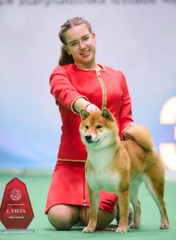 picture of dog
