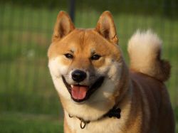 picture of dog