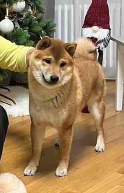 picture of dog