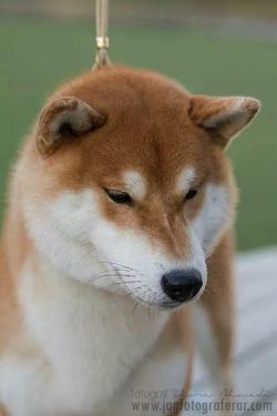 picture of dog