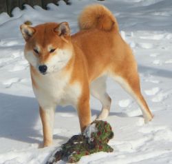 picture of dog