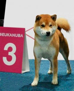 picture of dog