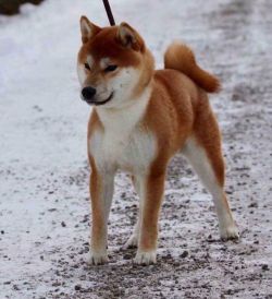 picture of dog