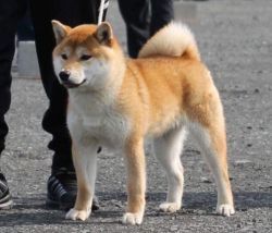 picture of dog