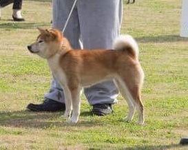 picture of dog