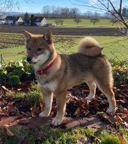 picture of dog