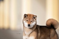 picture of dog