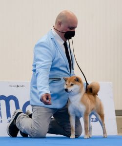 picture of dog