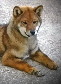 picture of dog