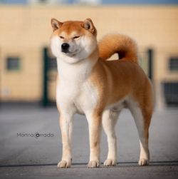 picture of dog