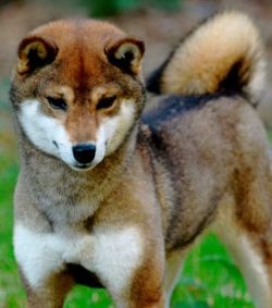 picture of dog