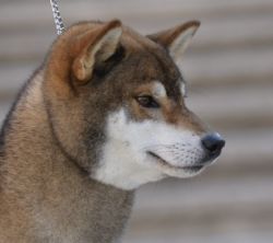 picture of dog