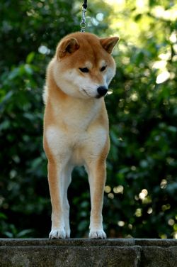 picture of dog