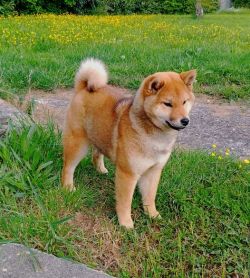 picture of dog