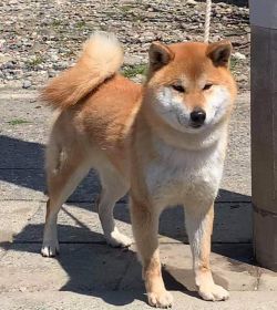 picture of dog