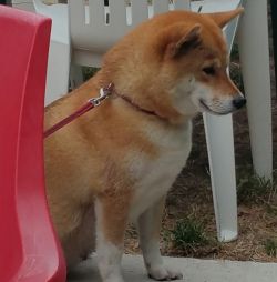 picture of dog