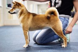 picture of dog