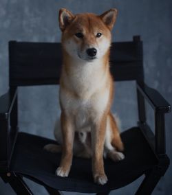 picture of dog