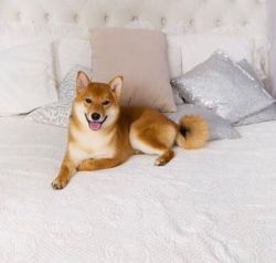 picture of dog