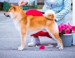 picture of dog