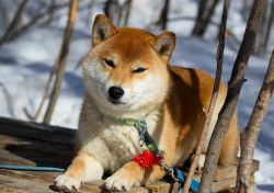 picture of dog