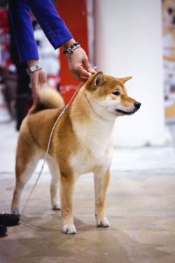 picture of dog