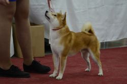 picture of dog