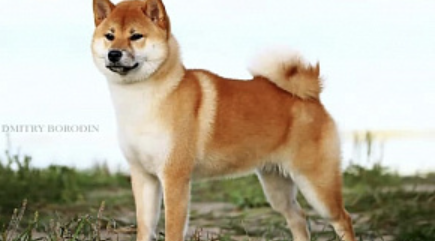 picture of dog