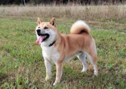 picture of dog