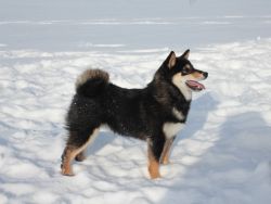 picture of dog
