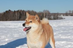 picture of dog