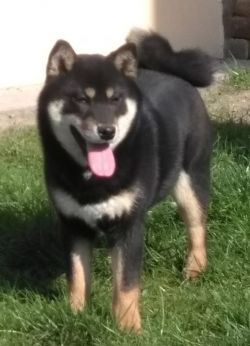 picture of dog