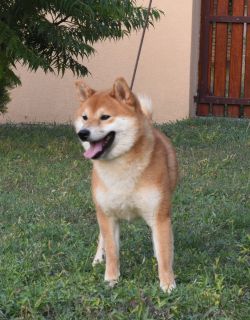 picture of dog
