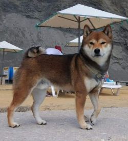 picture of dog