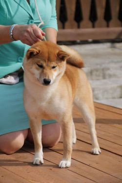 picture of dog