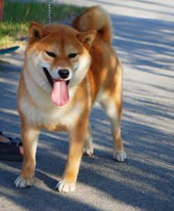 picture of dog