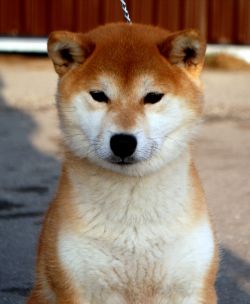 picture of dog