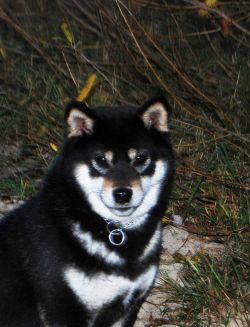 picture of dog