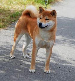 picture of dog