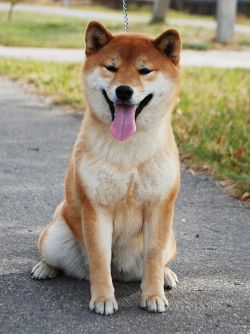 picture of dog