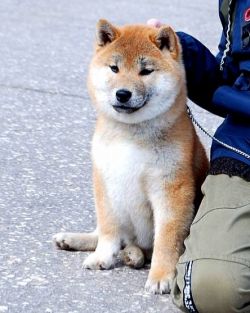 picture of dog