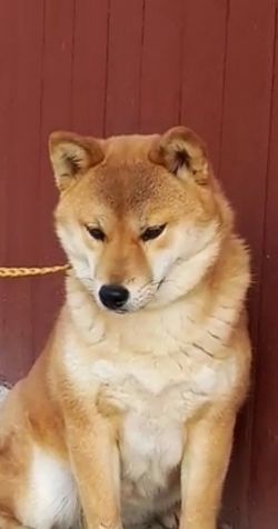 picture of dog