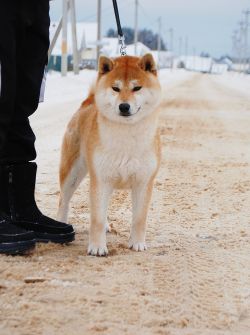 picture of dog