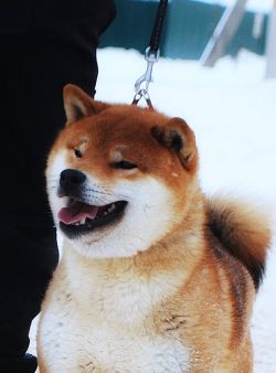 picture of dog