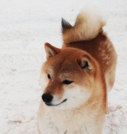 picture of dog