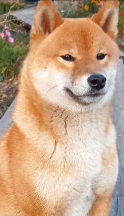 picture of dog