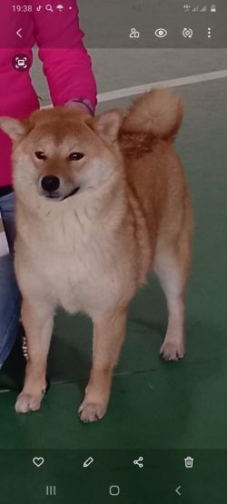 picture of dog