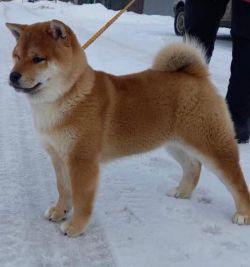 picture of dog