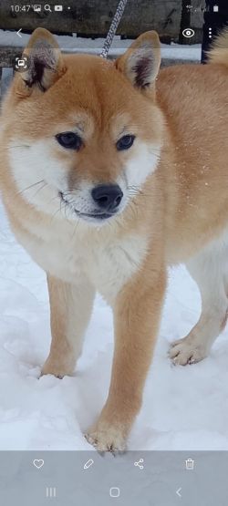 picture of dog