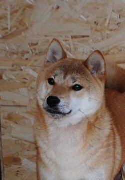 picture of dog